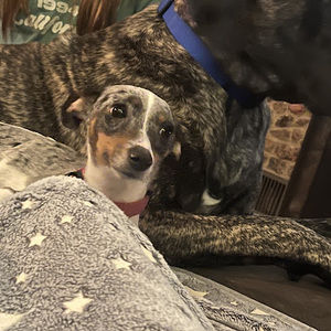 Meet your Posher, Chelsea